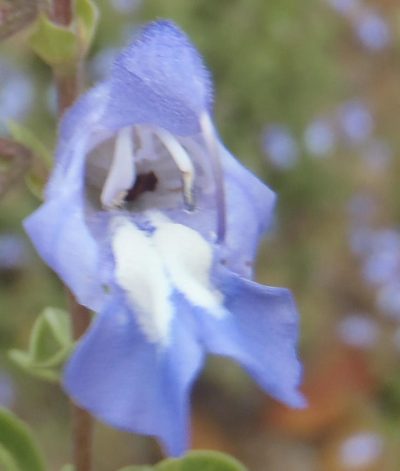 Salvia muirii, photographed by Nicola van Berkel