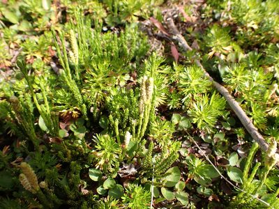 Diphasiastrum sitchense, photographed by Randal