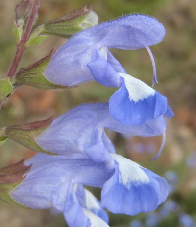 Salvia muirii, photographed by Nicola van Berkel