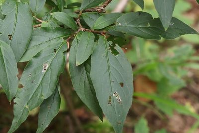 Lonicera maximowiczii, photographed by Nina Filippova