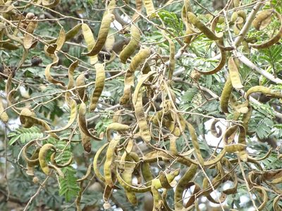 Vachellia leucophloea, photographed by Ajit Ampalakkad