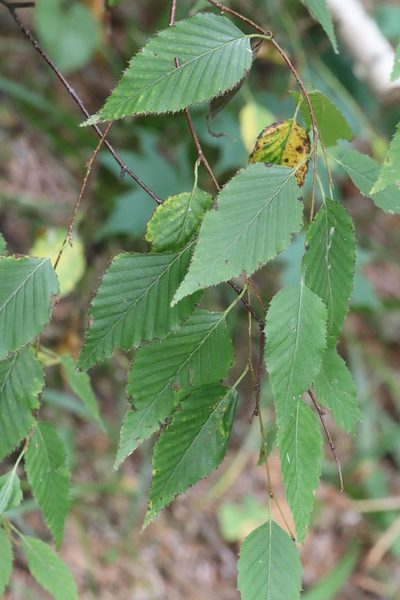 Betula costata, photographed by Nina Filippova