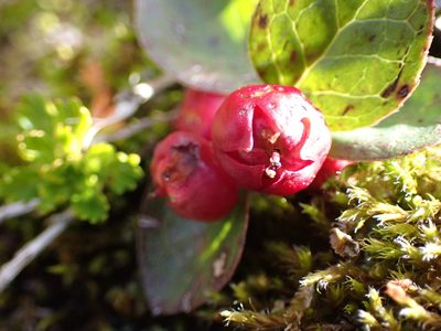 Gaultheria humifusa, photographed by Randal