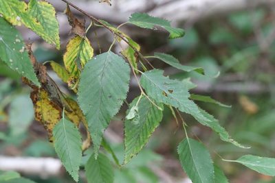 Betula costata, photographed by Nina Filippova