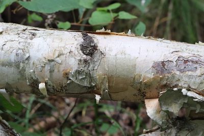 Betula costata, photographed by Nina Filippova