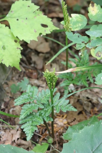 Sceptridium robustum, photographed by Nina Filippova