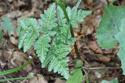 Sceptridium robustum, photographed by Nina Filippova