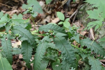 Pedicularis resupinata, photographed by Nina Filippova