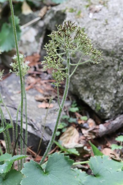 Micranthes manchuriensis, photographed by Nina Filippova