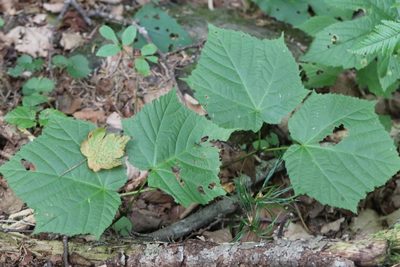 Acer tegmentosum, photographed by Nina Filippova