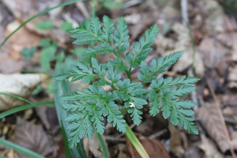 Sceptridium robustum, photographed by Nina Filippova