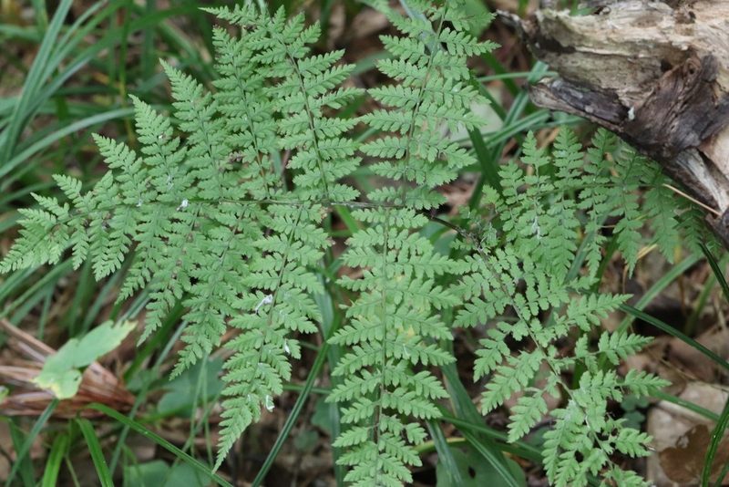 Athyrium spinulosum, photographed by Nina Filippova
