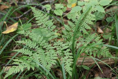 Athyrium spinulosum, photographed by Nina Filippova