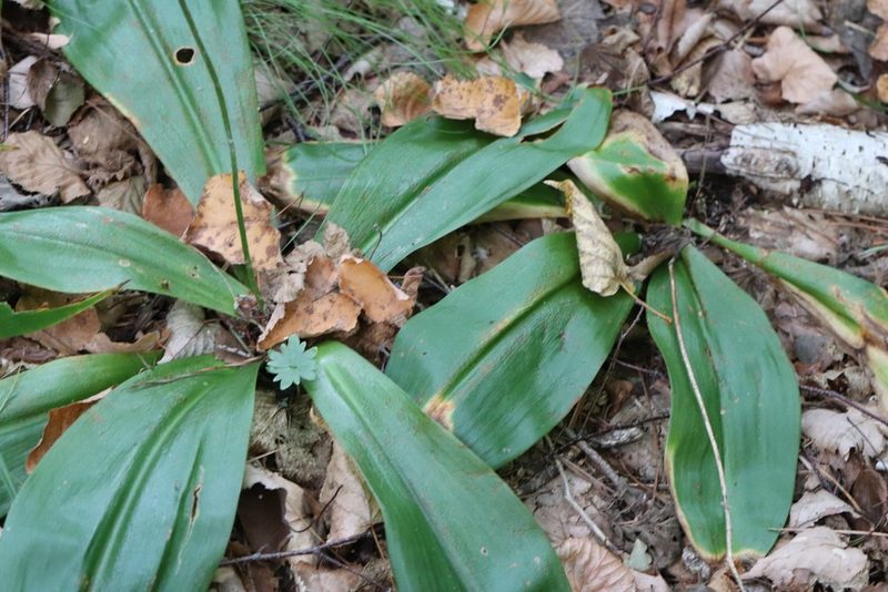 Clintonia udensis, photographed by Nina Filippova