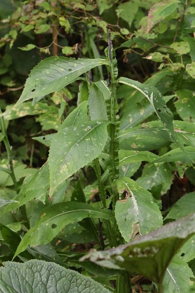 Saussurea neoserrata, photographed by Nina Filippova