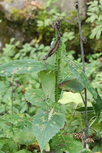 Saussurea neoserrata, photographed by Nina Filippova