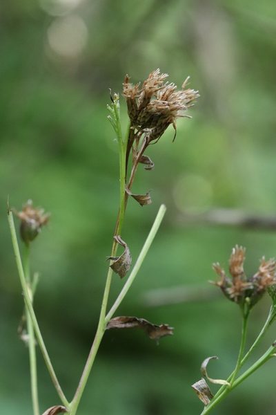 Saussurea neoserrata, photographed by Nina Filippova
