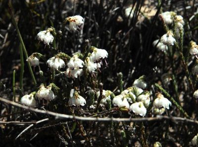 Erica tegetiformis, photographed by Tony Rebelo