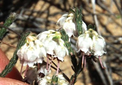 Erica tegetiformis, photographed by Tony Rebelo