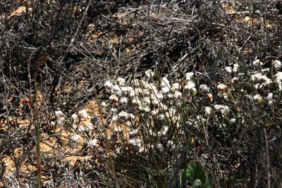 Erica tegetiformis, photographed by Tony Rebelo