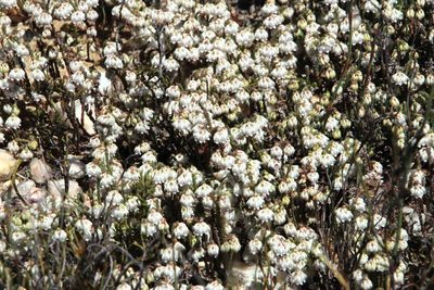 Erica tegetiformis, photographed by Tony Rebelo