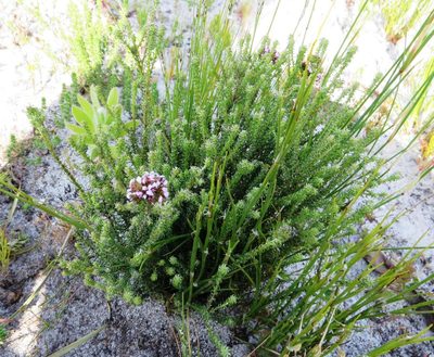 Stoebe ericoides, photographed by linkie