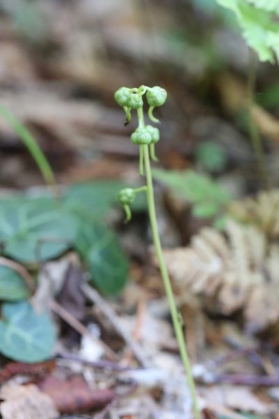 Pyrola renifolia, photographed by Nina Filippova