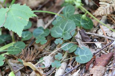 Pyrola renifolia, photographed by Nina Filippova