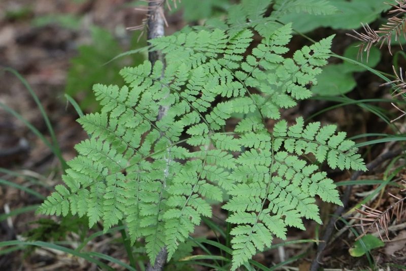 Dryopteris amurensis, photographed by Nina Filippova