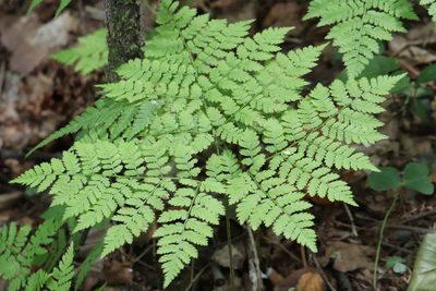 Dryopteris amurensis, photographed by Nina Filippova