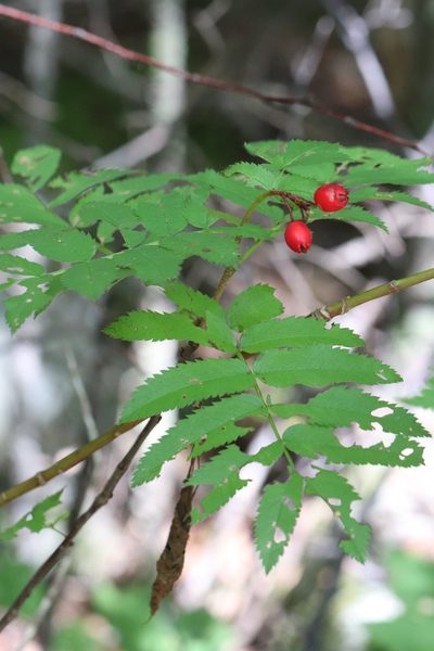 Sorbus sambucifolia, photographed by Nina Filippova