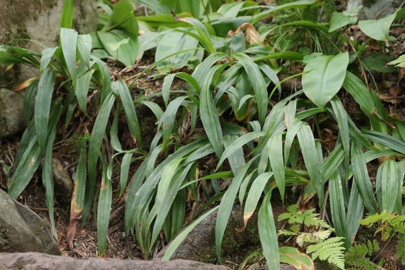Carex siderosticta, photographed by Nina Filippova