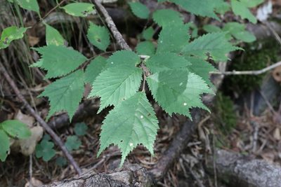 Ulmus laciniata, photographed by Nina Filippova
