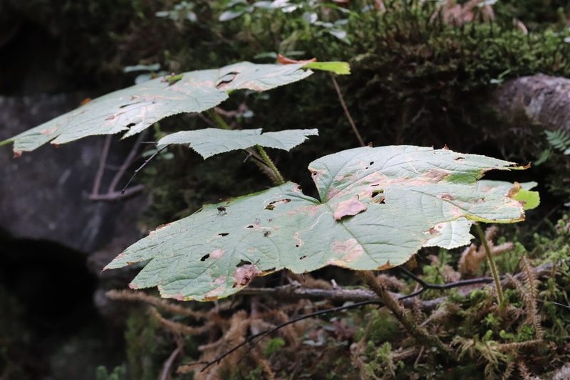 Oplopanax elatus, photographed by Nina Filippova
