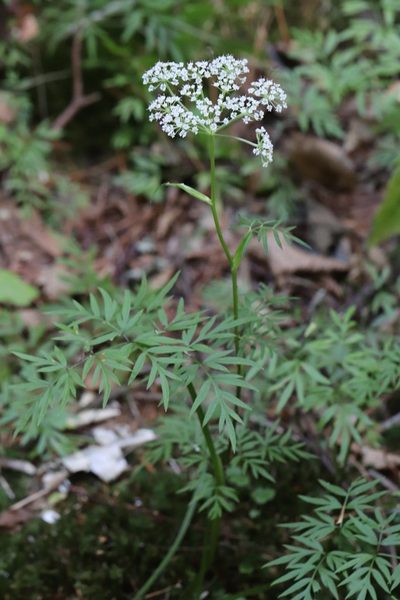 Ostericum maximowiczii, photographed by Nina Filippova
