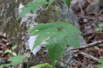 Filipendula digitata, photographed by Nina Filippova