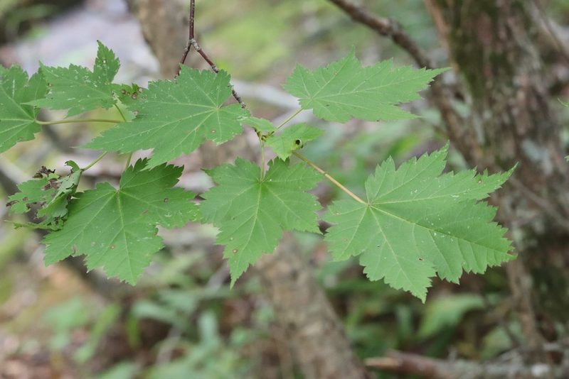 Acer ukurunduense, photographed by Nina Filippova