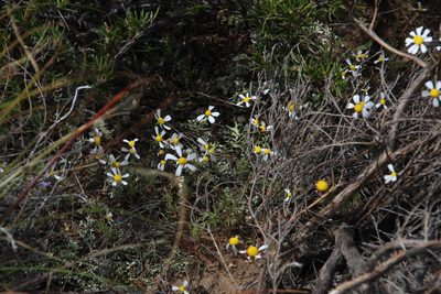 Cotula macroglossa, photographed by Tony Rebelo