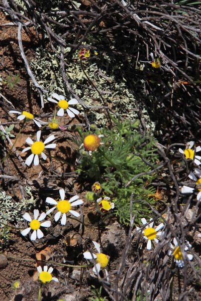 Cotula macroglossa, photographed by Tony Rebelo