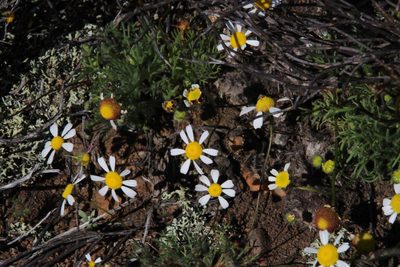 Cotula macroglossa, photographed by Tony Rebelo