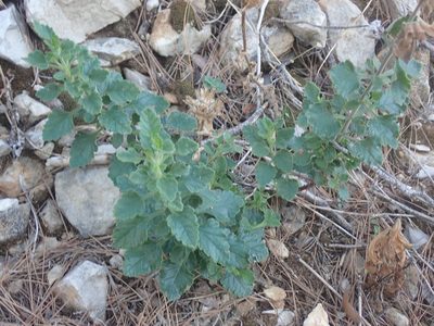 Teucrium flavum, photographed by Josip Skejo