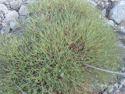 Euphorbia spinosa, photographed by Josip Skejo
