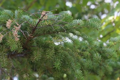 Abies nephrolepis, photographed by Nina Filippova