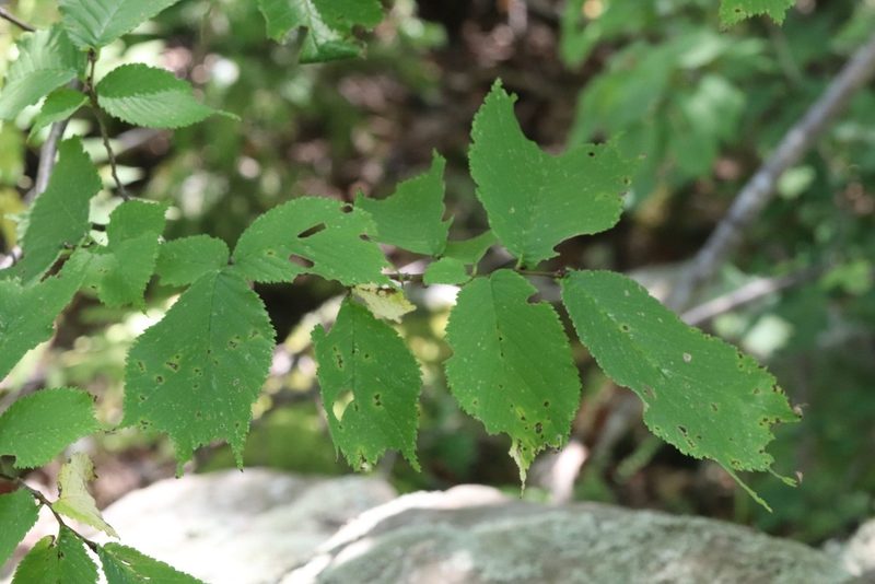 Ulmus laciniata, photographed by Nina Filippova
