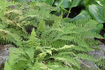Dryopteris fragrans, photographed by Nina Filippova