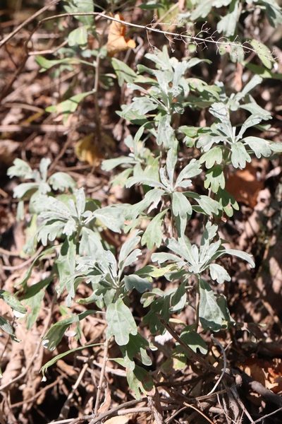 Artemisia lagocephala, photographed by Nina Filippova
