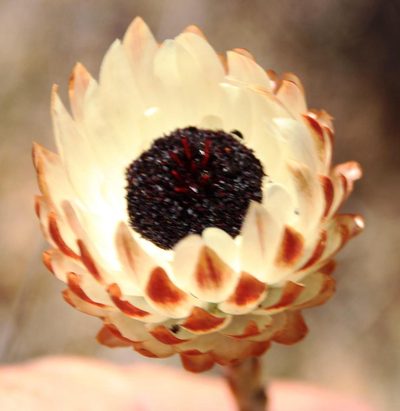 Syncarpha variegata, photographed by Tony Rebelo