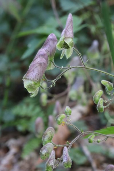 Aconitum stoloniferum, photographed by Nina Filippova