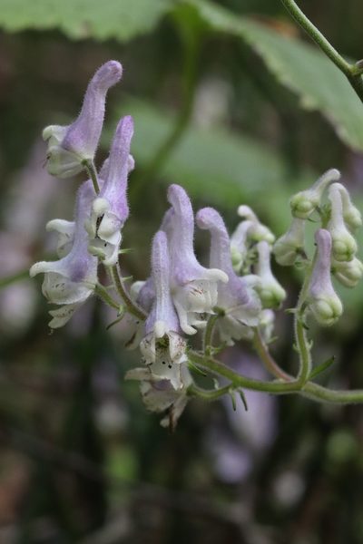 Aconitum alboviolaceum, photographed by Nina Filippova