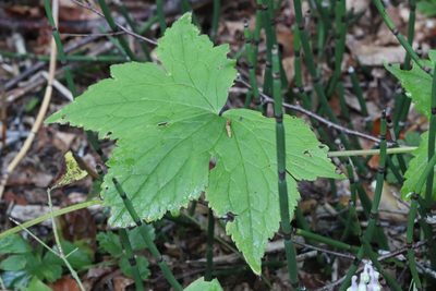 Aconitum alboviolaceum, photographed by Nina Filippova